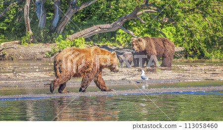 Kamchatka brown bear on the lake in summer 113058460
