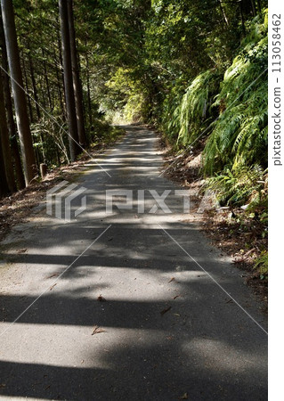 陽光穿過樹林的小路 陽光穿過樹林的小路 113058462
