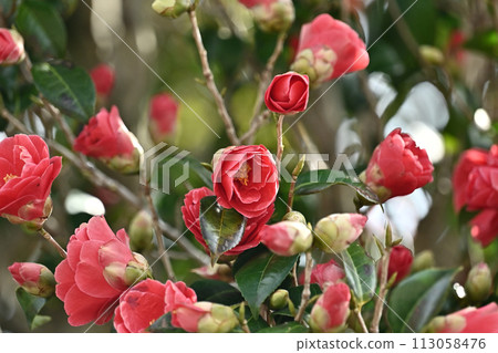 Japanese style image: Camellia 113058476
