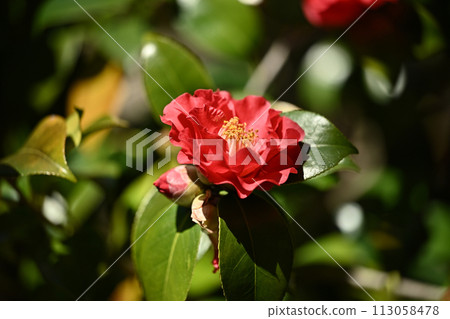 Japanese style image: Camellia Japanese style image: Camellia 113058478