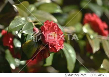 日式形象山茶花（山茶花） 113058479