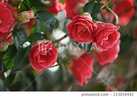 Japanese style image: Camellia Japanese style image: Camellia 113058482