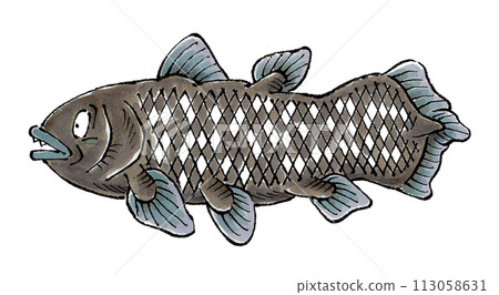 腔棘魚 113058631