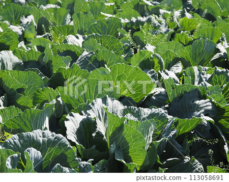 Cabbage patch: cabbage patch Cabbage patch: cabbage patch 113058691