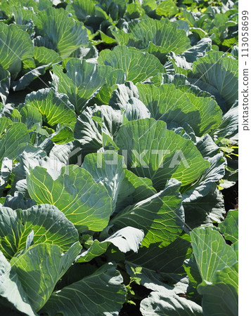 Cabbage patch: cabbage patch 113058699