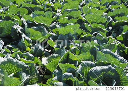 捲心菜補丁：捲心菜補丁 113058701