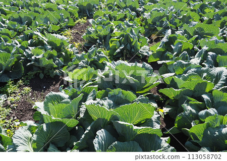 捲心菜補丁：捲心菜補丁 113058702