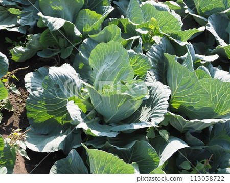 Cabbage patch: cabbage patch Cabbage patch: cabbage patch 113058722