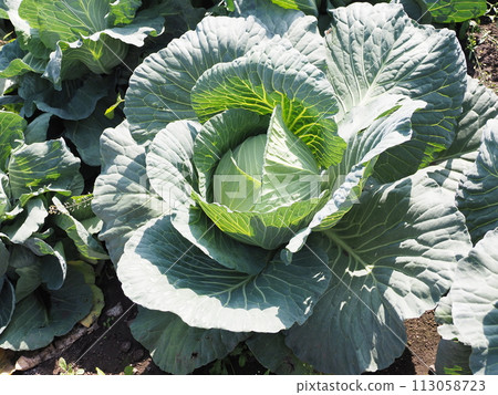 捲心菜補丁：捲心菜補丁 113058723