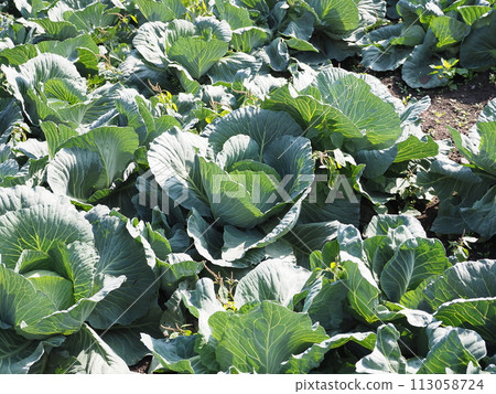 捲心菜補丁：捲心菜補丁 113058724