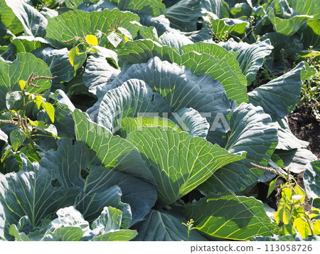 捲心菜補丁：捲心菜補丁 113058726