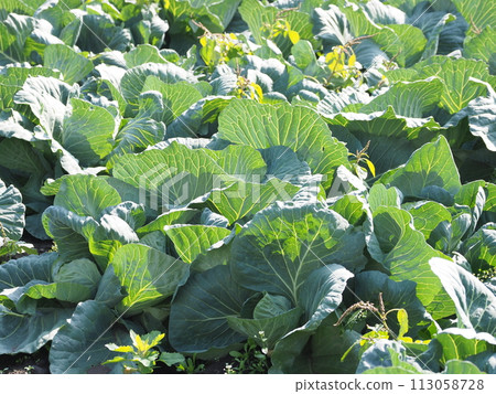 Cabbage patch: cabbage patch 113058728