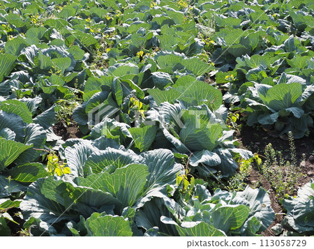 Cabbage patch: cabbage patch 113058729