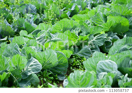 Cabbage patch: cabbage patch 113058737