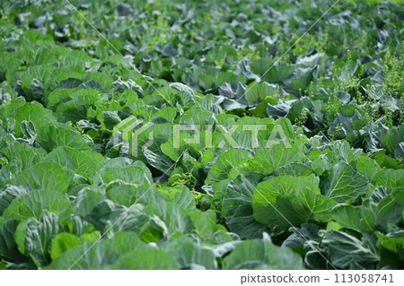 Cabbage patch: cabbage patch 113058741