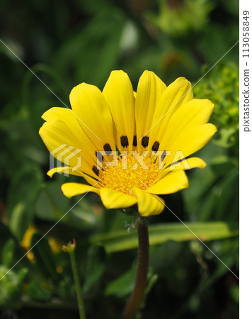 雜色菊 113058849