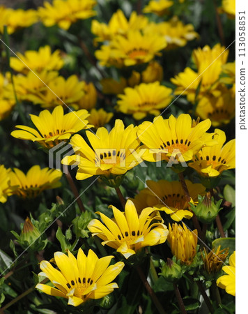 Gazania rigens 113058851