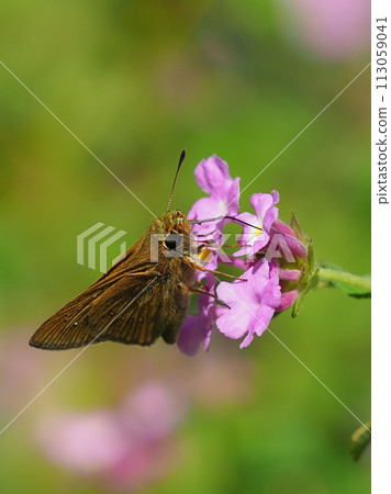 小品牌雨燕 113059041