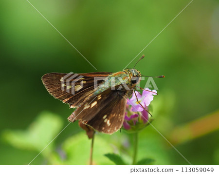 Small branded swift 113059049