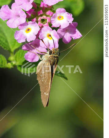 Small branded swift 113059053