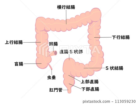 Names of parts of the large intestine Names of parts of the large intestine 113059230
