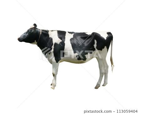 牛（白色背景） 113059404