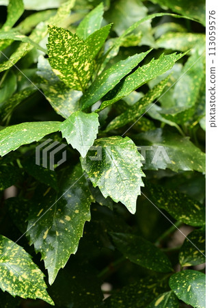 青木 (Aucuba japonica) 113059576