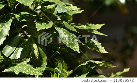 Aoki (Aucuba japonica) 113059578