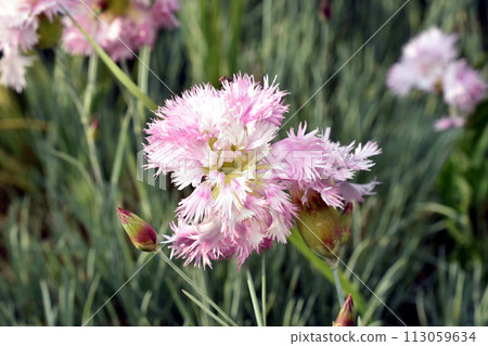 Pink carnation flower in the garden. 113059634