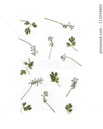 White Climbing Fumitory flowers and leaves layout background White Climbing Fumitory flowers and leaves layout background 113059804
