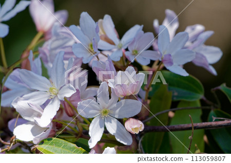 Pale pink flowers, blooming of Clematis, Ranunculaceae 113059807