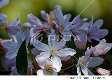 Pale pink flowers, blooming of Clematis, Ranunculaceae 113059808