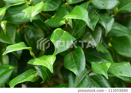 Beautiful fresh greenery that repels water (Ecology: SDGs) 113059890