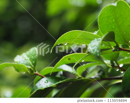 美麗的新鮮綠色植物，排斥水（生態：永續發展目標） 113059894