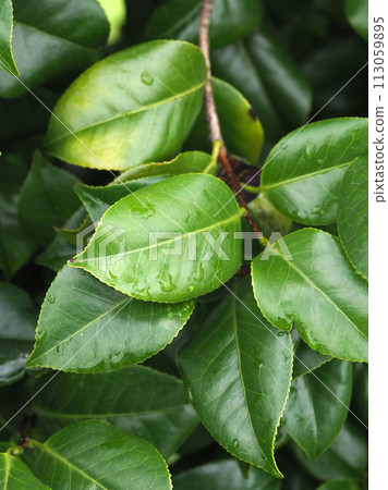 美麗的新鮮綠色植物,排斥水(生態:永續發展目標) 美麗的新鮮綠色植物,排斥水(生態:永續發展目標) 113059895