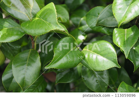 美麗的新鮮綠色植物,排斥水(生態:永續發展目標) 美麗的新鮮綠色植物,排斥水(生態:永續發展目標) 113059896