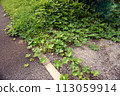 Weeds growing over the sidewalk 113059914