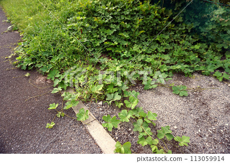 Weeds growing over the sidewalk 113059914