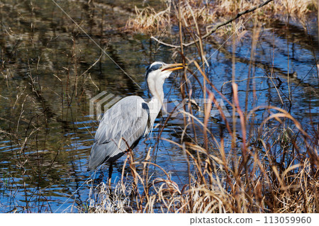 蒼鷺在水邊覓食 113059960
