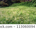 Farmland completely covered with weeds 113060094