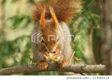 Red squirrel sitting in the tree in sunny spring day. 113060119