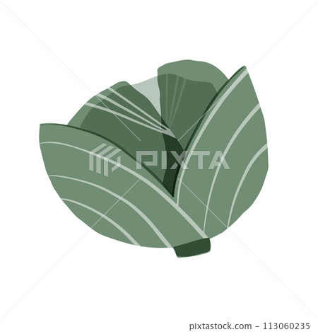 Collage illustration of cabbage, vegetable isolated on white background Collage illustration of cabbage, vegetable isolated on white background 113060235