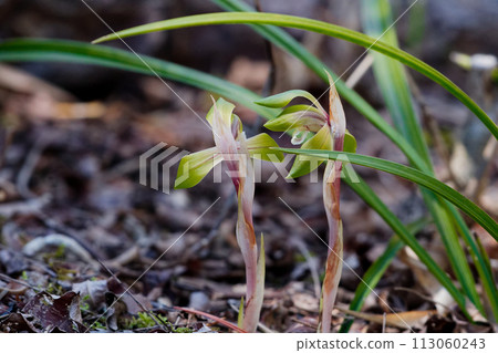 Spring wildflowers of the orchid family, Cymbidium serrata bloom Spring wildflowers of the orchid family, Cymbidium serrata bloom 113060243