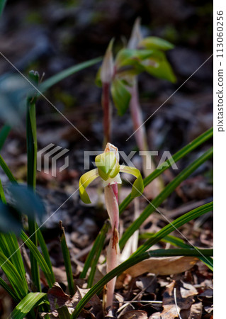 Spring wildflowers of the orchid family, Cymbidium serrata bloom Spring wildflowers of the orchid family, Cymbidium serrata bloom 113060256