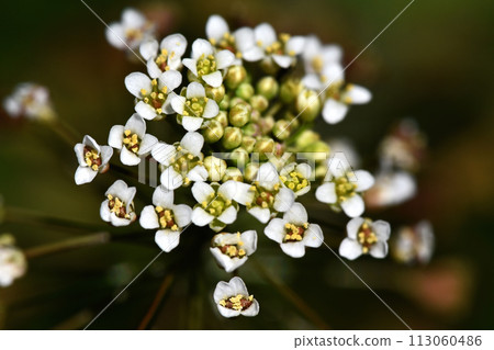 Nazna (Penpen grass) Nazna (Penpen grass) 113060486