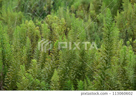 空地、荒地、雜草、土地、空地 113060602