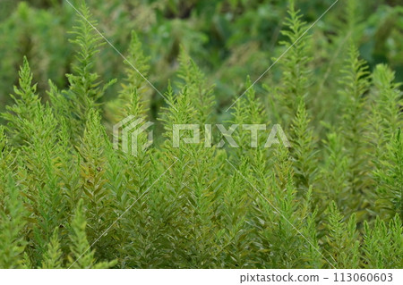 空地、荒地、雜草、土地、空地 113060603