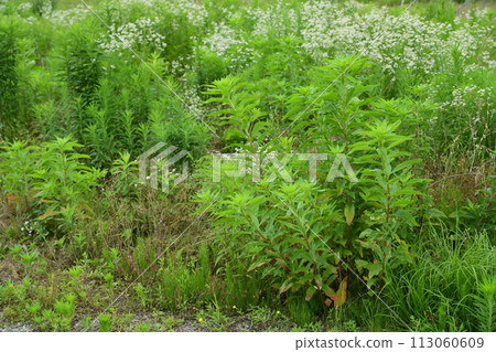 Vacant land, wasteland, weeds, land, vacant lot Vacant land, wasteland, weeds, land, vacant lot 113060609