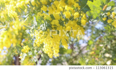 Mimosa flowers in full bloom with dense florets hanging down 113061315