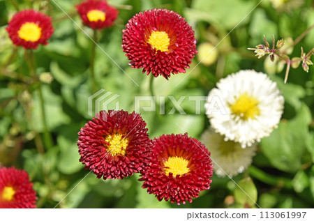 雛菊（雛菊菊花） 113061997